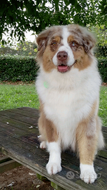 Cuccioli pastore australiano