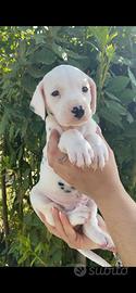 Cuccioli Dalmata