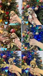 Cuccioli di cocker spaniel inglese