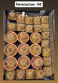 Ferocactus sp