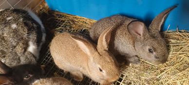 Conigli