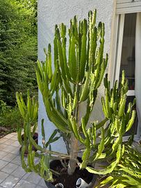 Euphorbia ingens