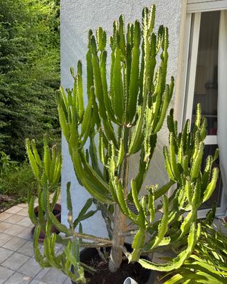 Euphorbia ingens