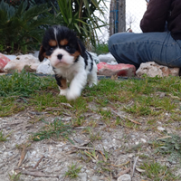 Cavalier king con Pedigree Enci