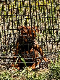 Staffy - Staffordshire bull terrier