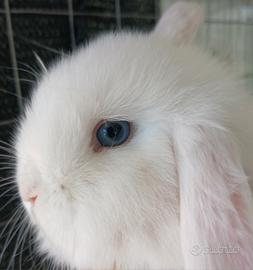 Conigli Coniglietti Ariete x minilop