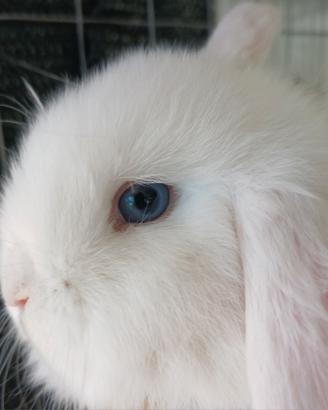 Conigli Coniglietti Ariete x minilop