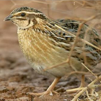 Quaglie di allevamento