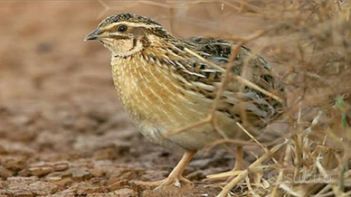 Quaglie di allevamento