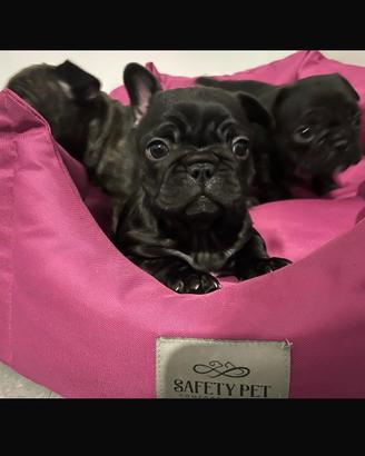 Cuccioli di bulldogue francese