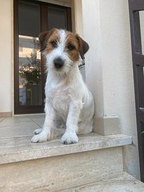 Jack Russell Terrier, maschio, per accoppiamento