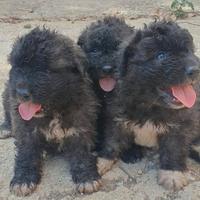 Cane di mannara mastino siciliano