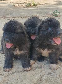 Cane di mannara mastino siciliano