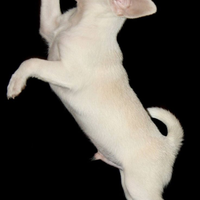 Cucciolo di chihuahua mini