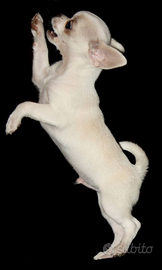 Cucciolo di chihuahua mini