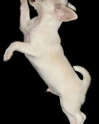 Cucciolo di chihuahua mini