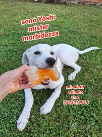 Yoshi: cucciolo dolce, tranquillo e affettuoso 