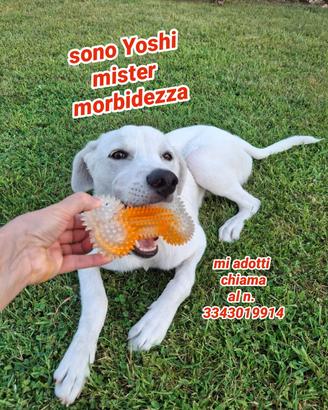 Yoshi: cucciolo dolce, tranquillo e affettuoso 