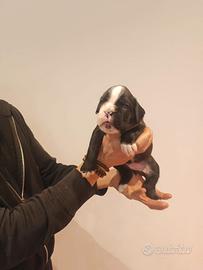 Cuccioli Boxer