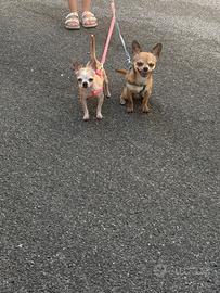 Chihuahua Toy