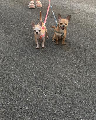Chihuahua Toy