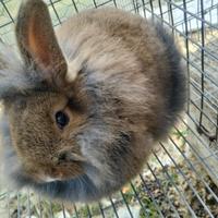 Coniglio