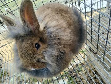Coniglio