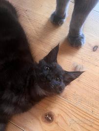 Disponibile cucciolo di Maincoon