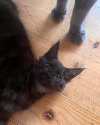 Disponibile cucciolo di Maincoon