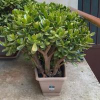 Crassula ovata (albero di giada) vaso rettangolare