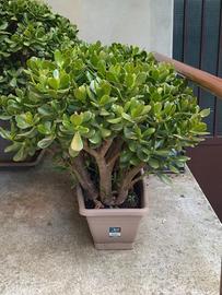 Crassula ovata (albero di giada) vaso rettangolare