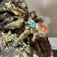 Caribena Versicolor - migale