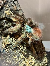 Caribena Versicolor - migale