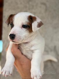 Cucciolo di Jack russell