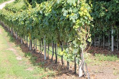 Piccola azienda agricola