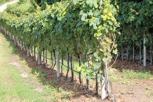 Piccola azienda agricola