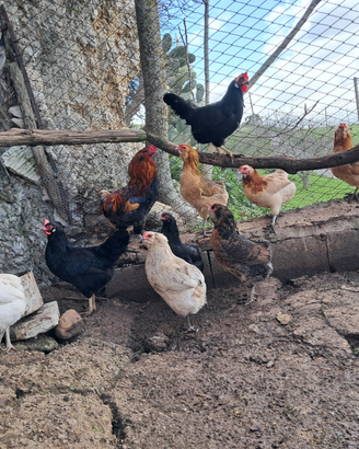 Galline di razza