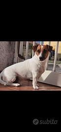 Jack russel