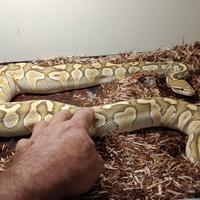 Pitone femmina adulta