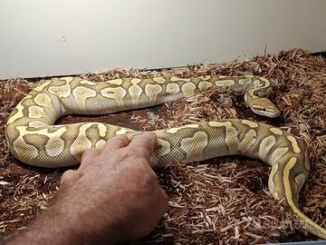 Pitone femmina adulta