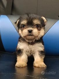 cuccioli Yorkshire