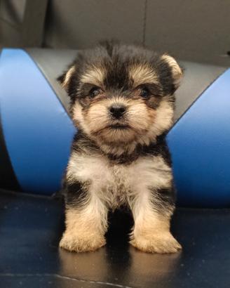 cuccioli Yorkshire