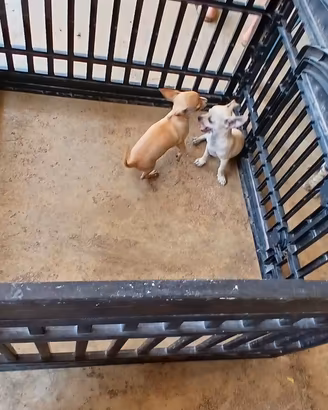 Chihuahua toy