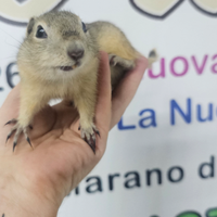 Baby Citello