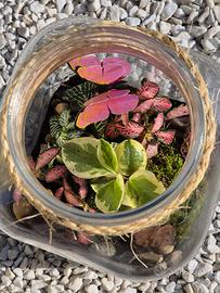 terrarium