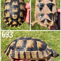 Femmina Testudo marginata sarda tartaruga terra
