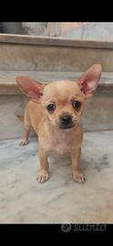 Chihuahua