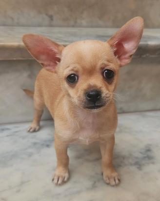 Chihuahua