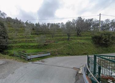 Terreno uliveto facile accesso