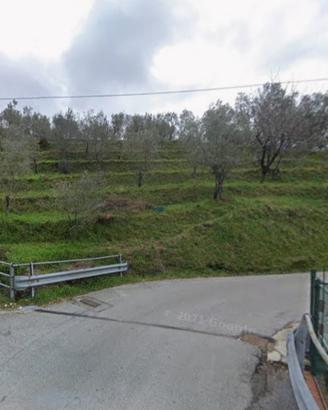 Terreno uliveto facile accesso